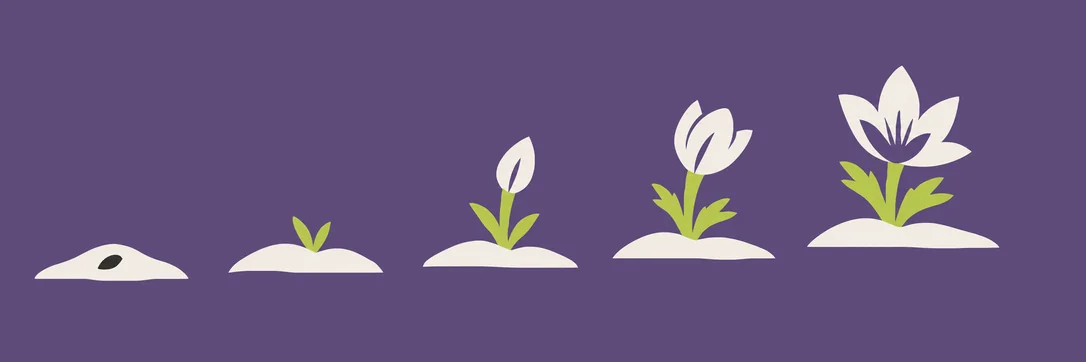 Five stages of a pasqueflower, from a seed under the snow to full bloom.